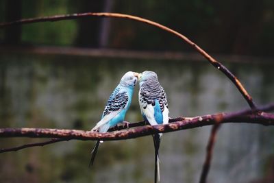 Close-up of birds perching on branch