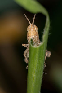 Close-up of insect on leaf