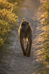 Monkey walking on trail