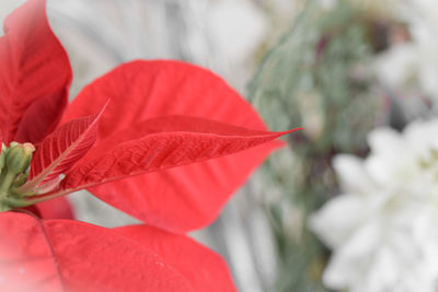 Close-up of red flower