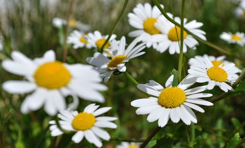 Close-up of yellow flowers blooming outdoors