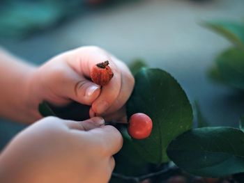 Cropped image of hand plucking berries