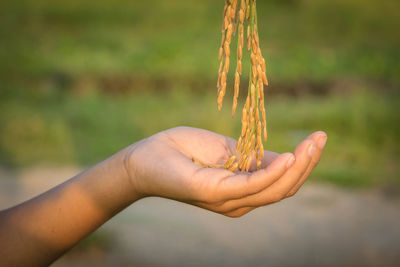 Cropped hand of person holding rice plant