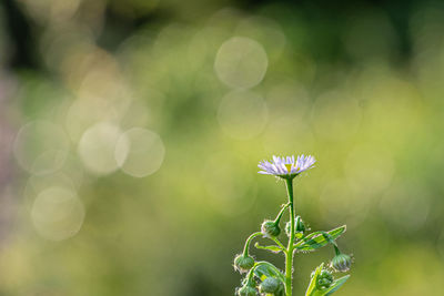 Close-up of flowering plant