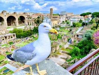 High angle view of seagull in city