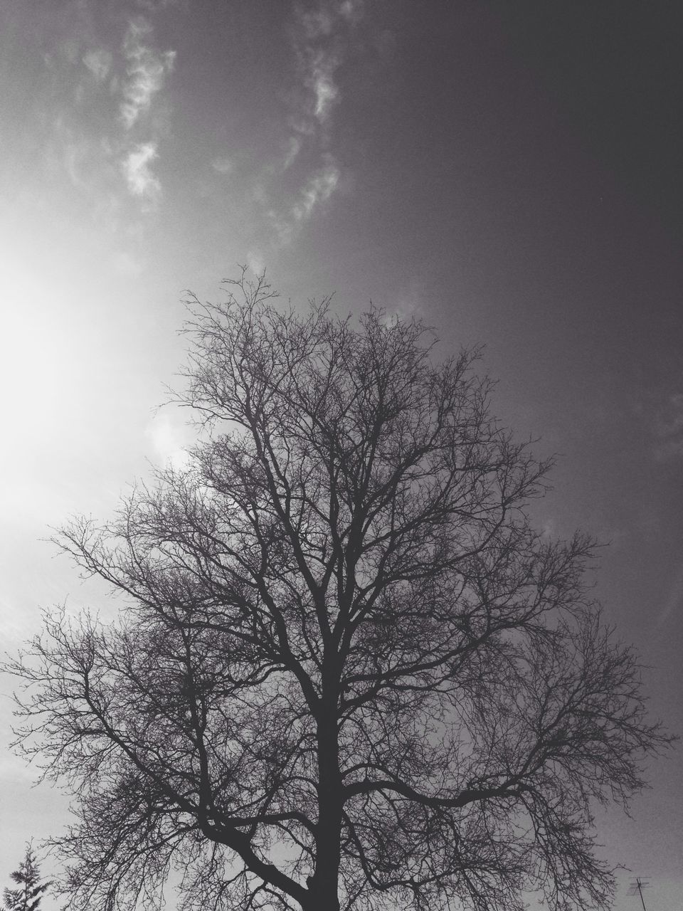 low angle view, tree, sky, branch, bare tree, tranquility, silhouette, nature, beauty in nature, scenics, growth, cloud - sky, tranquil scene, outdoors, no people, day, high section, cloud, sunlight, treetop