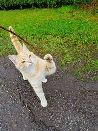 Portrait of cat sitting outdoors