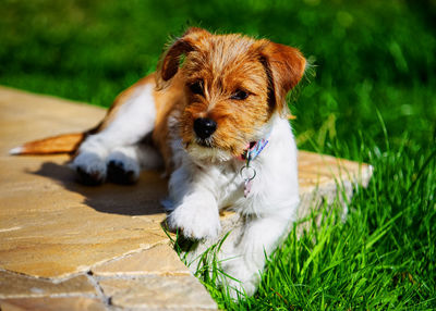 High angle view of puppy on field