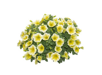 Close-up of yellow flowering plant against white background