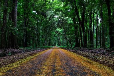 Road amidst trees in forest