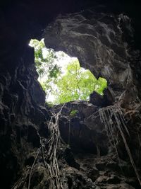 Trees in sunlight