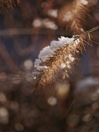 Close-up of wilted plant