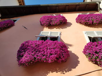 High angle view of pink flowers on table