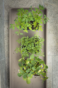 Close-up of potted plant against wall