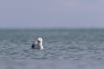 Seagull swimming in sea against sky