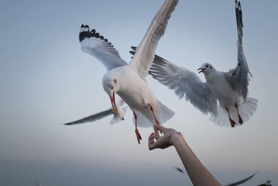 Low angle view of seagull flying