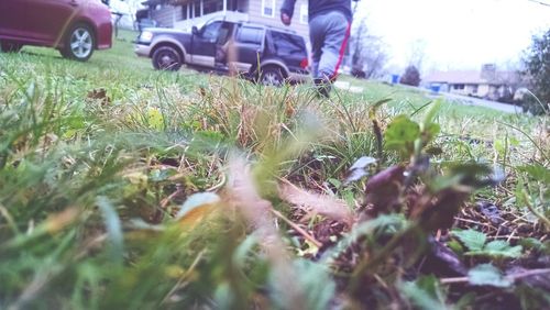 People on grassy field