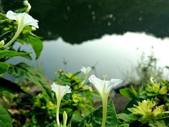 Close-up of white flowers blooming outdoors