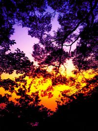 Trees against sky at sunset