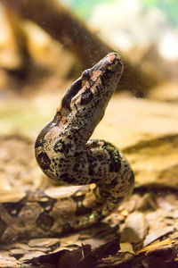 Close-up of a lizard