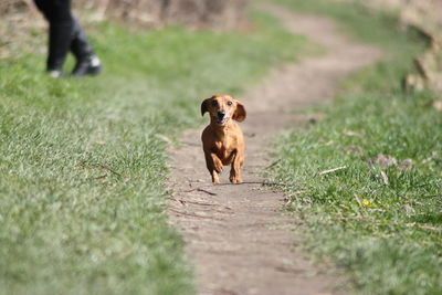 Dog walking on field