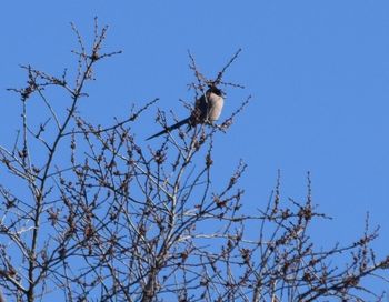 Low angle view of bird perching on bare tree against clear sky