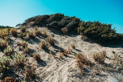 Plants growing on land against clear blue sky