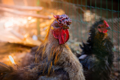 Rooster and chicken close up 