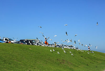 Flock of birds flying over field against sky