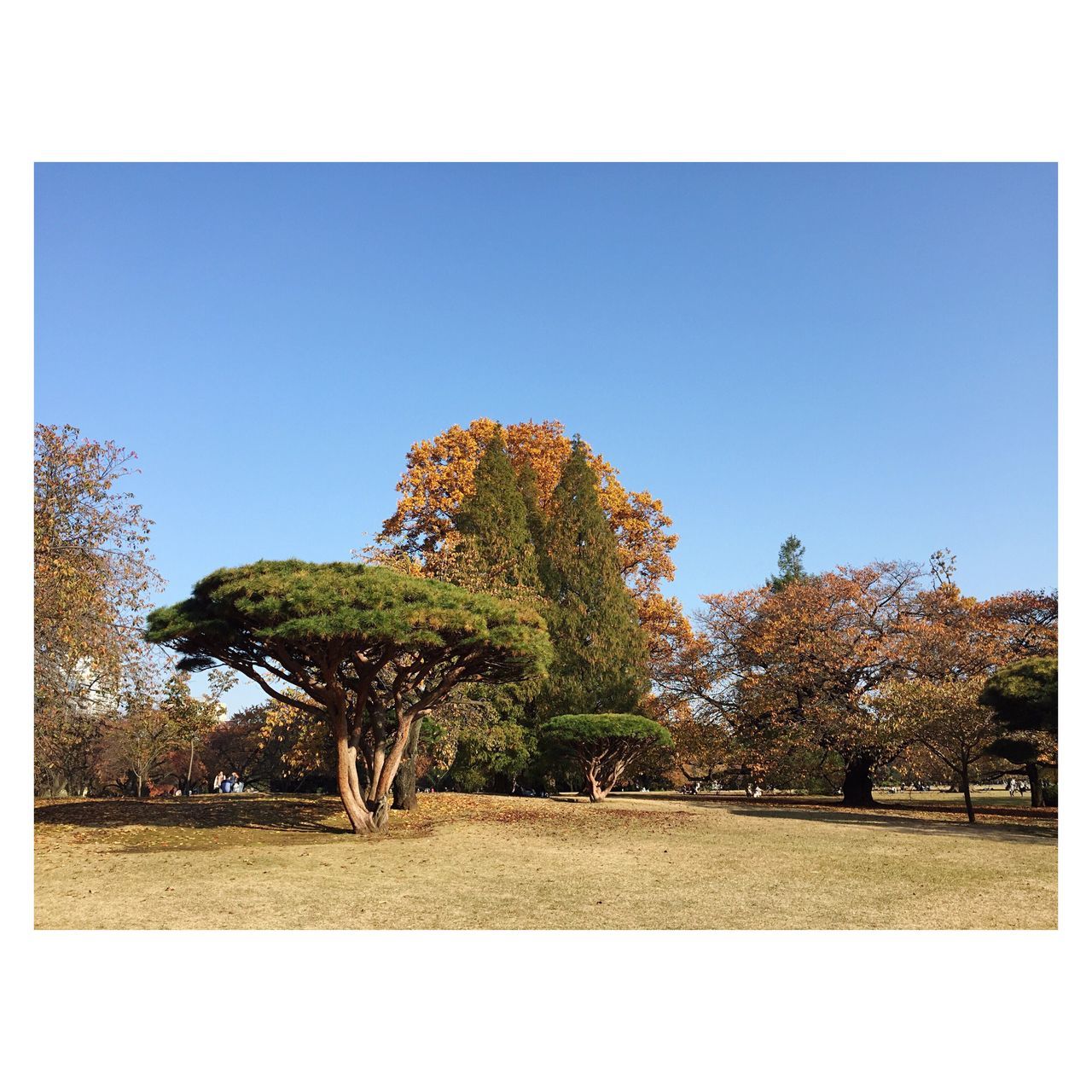 tree, auto post production filter, clear sky, growth, tranquil scene, sky, nature, no people, day, outdoors, tranquility, scenics, beauty in nature