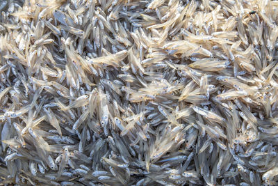 Full frame shot of food for sale at market