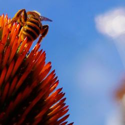 Close-up of caterpillar on flower against sky