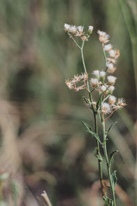 Close-up of flowering plants on land