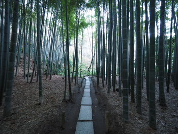 bamboo grove