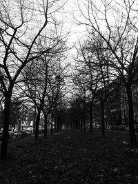 Bare trees in forest