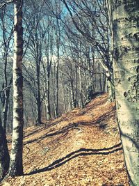 Bare trees in forest