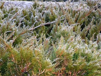 Close-up of plants against trees