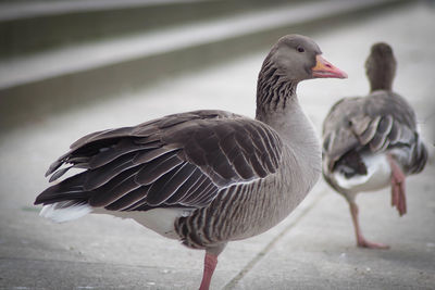 Close-up of bird