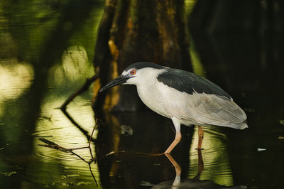 Bird perching on a lake