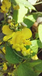 Close-up of insect on yellow flower