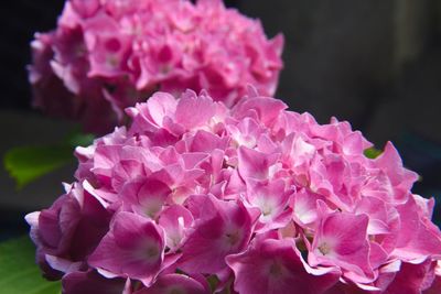 Close-up of pink hydrangea flowers