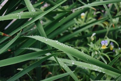 Close-up of wet plant