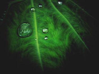 Close-up of raindrops on green leaves