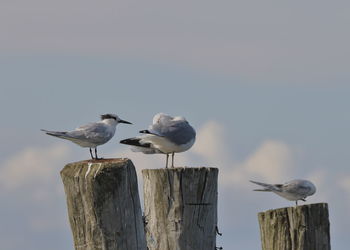 Seagulls perching on wooden post