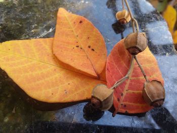 Close-up of autumn leaves on water