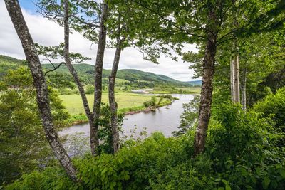 A forest view along margaree river in fordview at cape breton island, nova scotia, canada