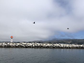 Seagull flying over sea against sky