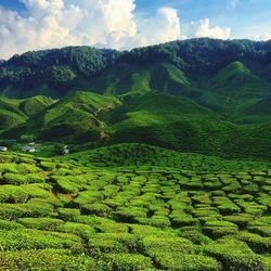 Scenic view of landscape against sky