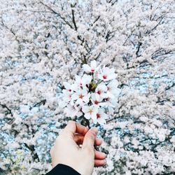 Close-up of hand holding cherry blossoms