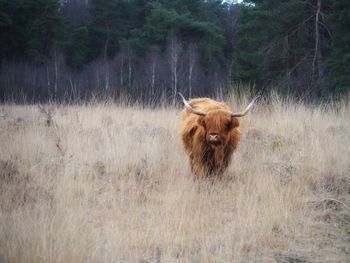 Buffalo in a field